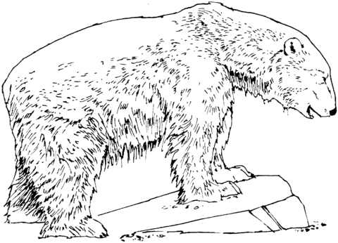 Polar Bear Stands On Stone Coloring Page